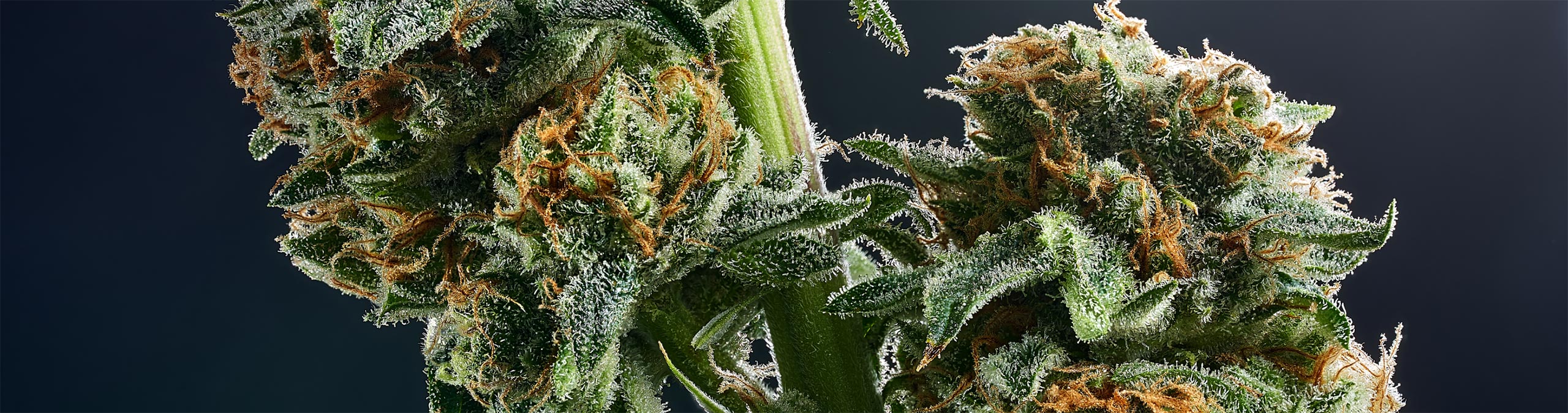 Ultimate Guide To: Cannabis Flower